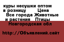 куры несушки.оптом 160 в розницу 200 › Цена ­ 200 - Все города Животные и растения » Птицы   . Новгородская обл.